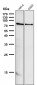 Anti-GRP78 BiP HSPA5 Rabbit Monoclonal Antibody